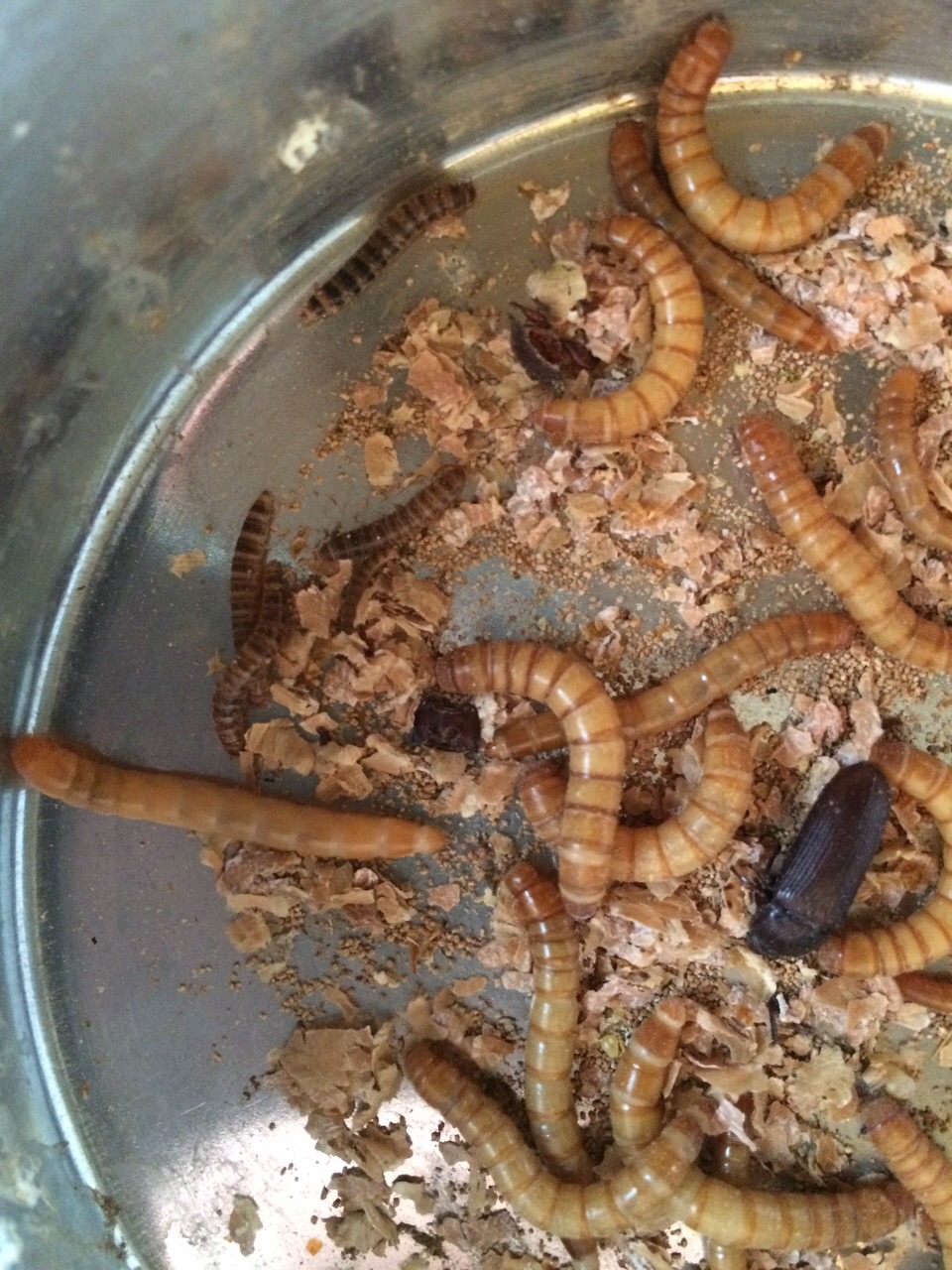 Meal Worm
